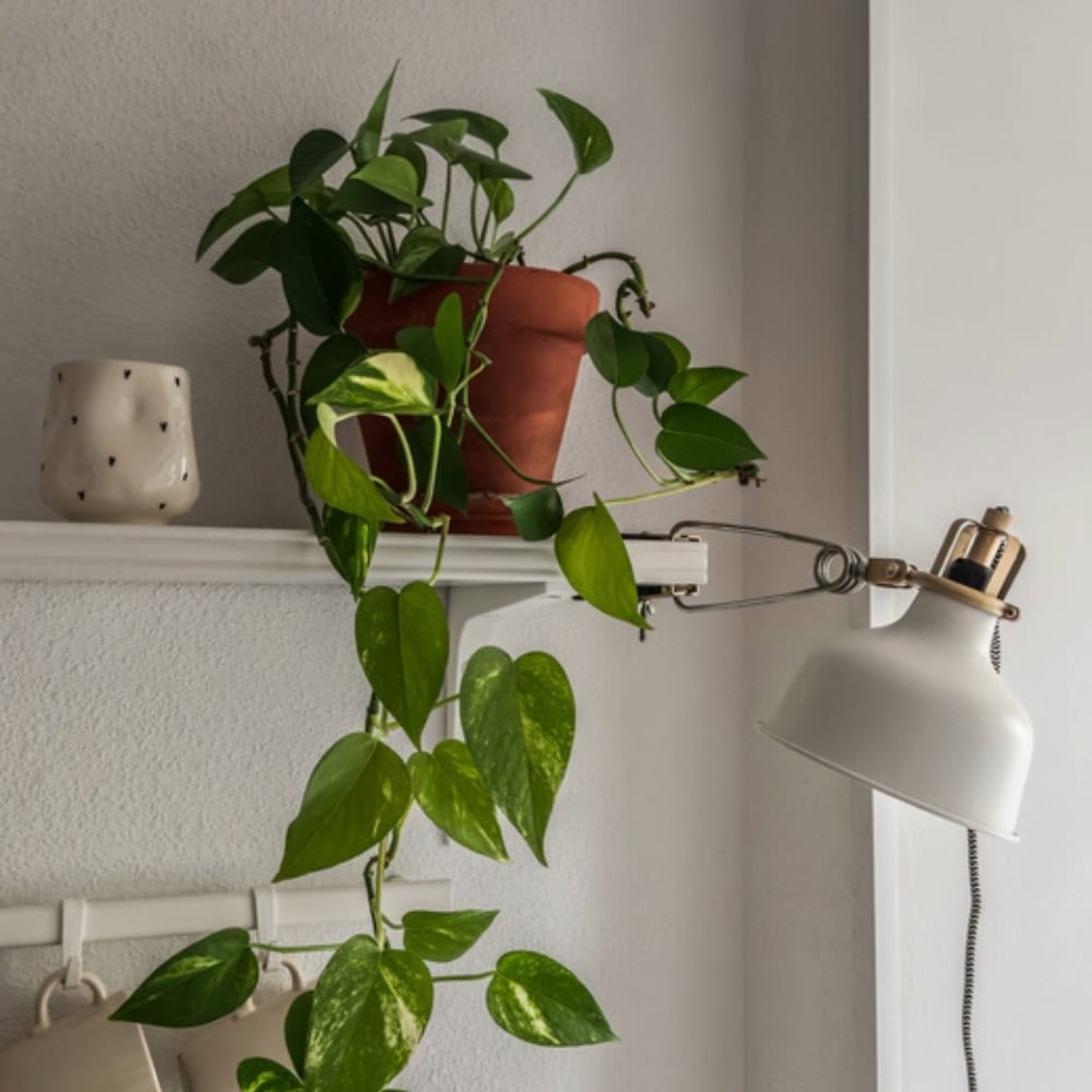 A white wall shelf with a pothos plant in a terra cotta pot. A white task lamp is clipped on to the side of the shelf. Title image for post on how to hang shelves on plaster walls.